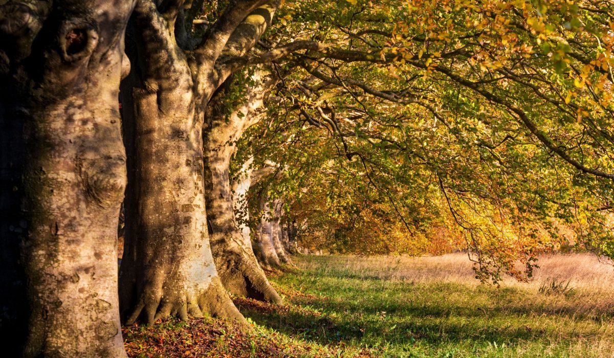 Autumn escape to Dorset