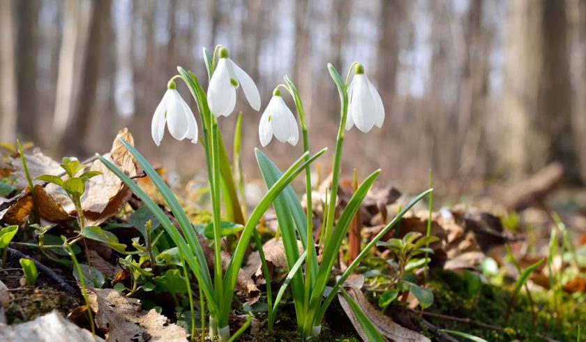 Explore Dorsets best snowdrops spots this February