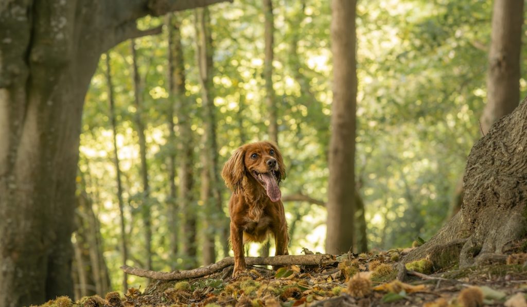 Cosy Dog-Friendly Holiday Cottage with Scenic Walks and Pet-Friendly Accommodation