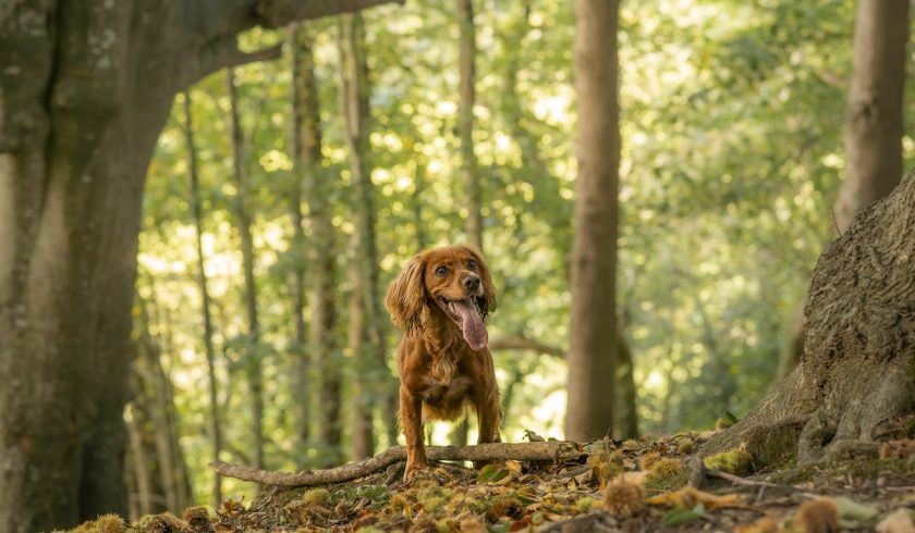 Cosy Dog-Friendly Holiday Cottage with Scenic Walks and Pet-Friendly Accommodation