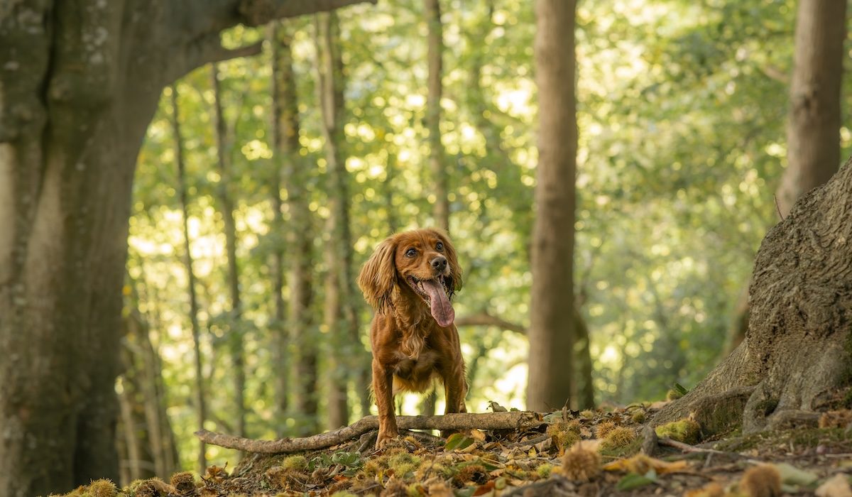 Cosy Dog-Friendly Holiday Cottage with Scenic Walks and Pet-Friendly Accommodation
