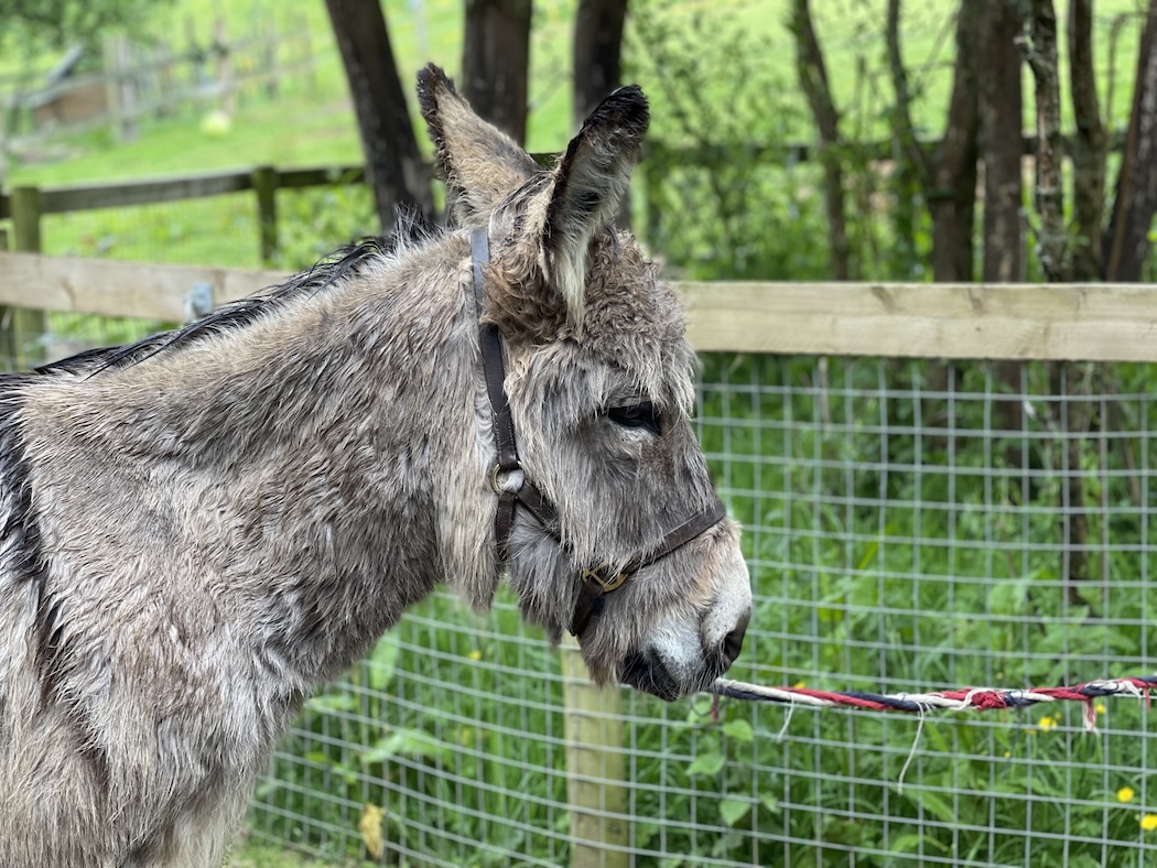 Donkey walking adventure in the Dorset countryside near Beaminster