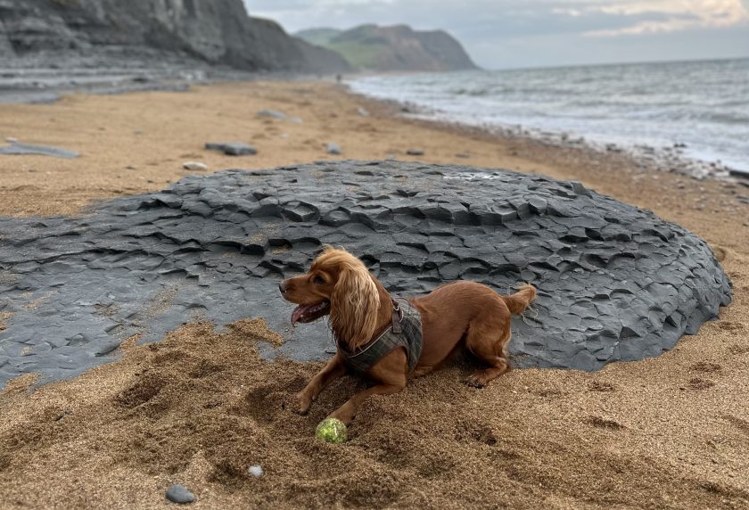 Dog playing with a ball on a West Dorset beach near Lyme Regis. Dog friendly beaches.