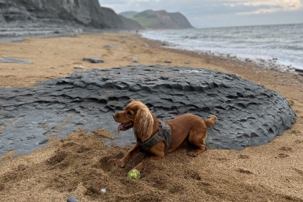 Dog playing with a ball on a West Dorset beach near Lyme Regis. Dog friendly beaches.