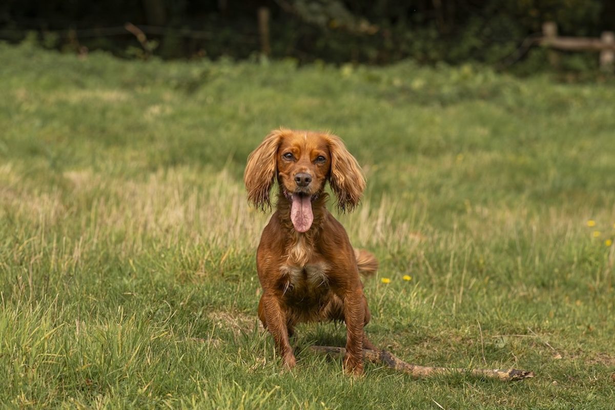 Cocker Spaniel enjoying a dog-friendly walk in Beaminster, featured in the Dog Friendly Beaminster guide.