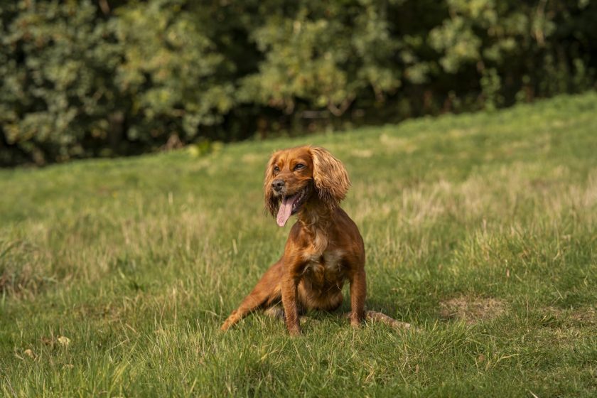 Dog walking through the Beaminster countryside on a scenic footpath in West Dorset.