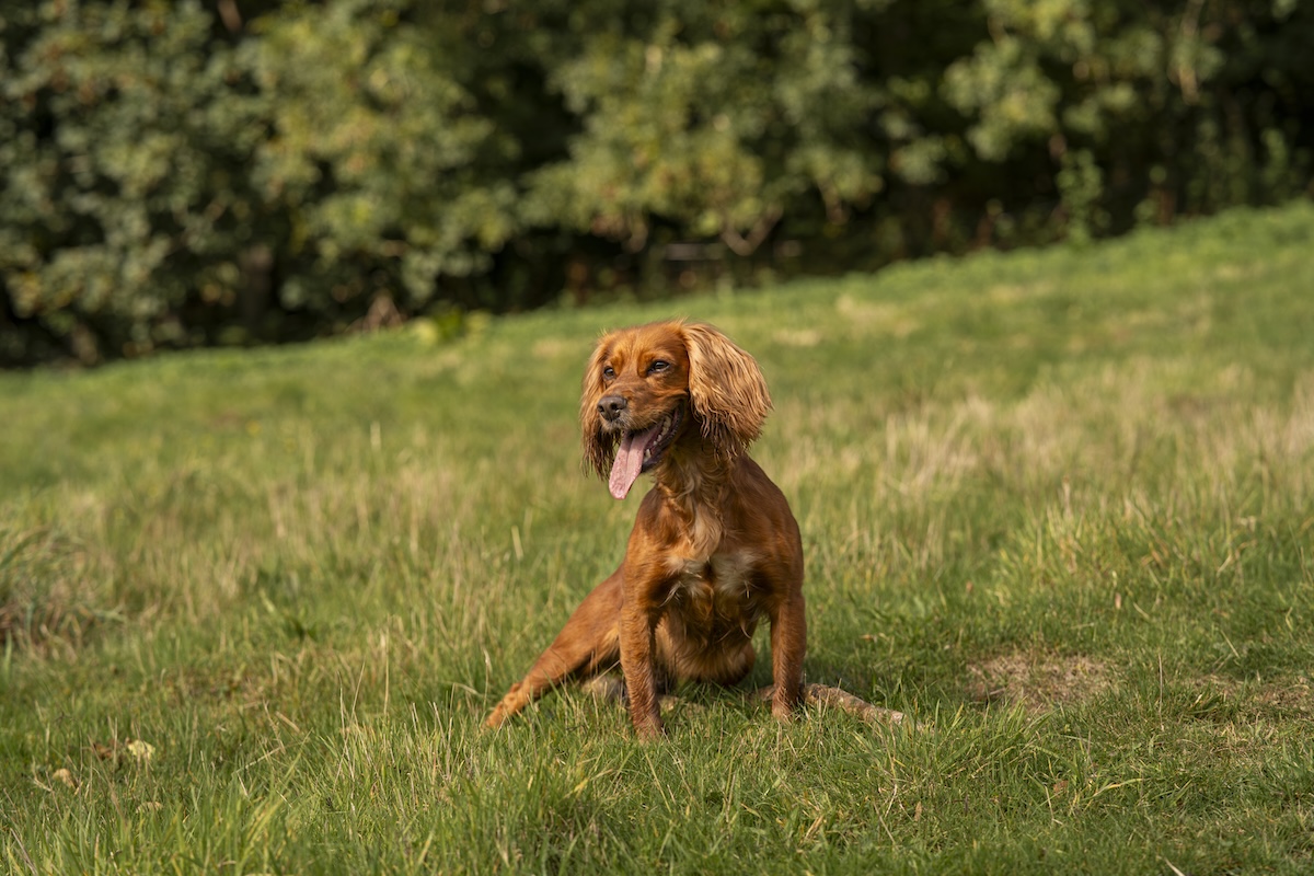 Dog walking through the Beaminster countryside on a scenic footpath in West Dorset.